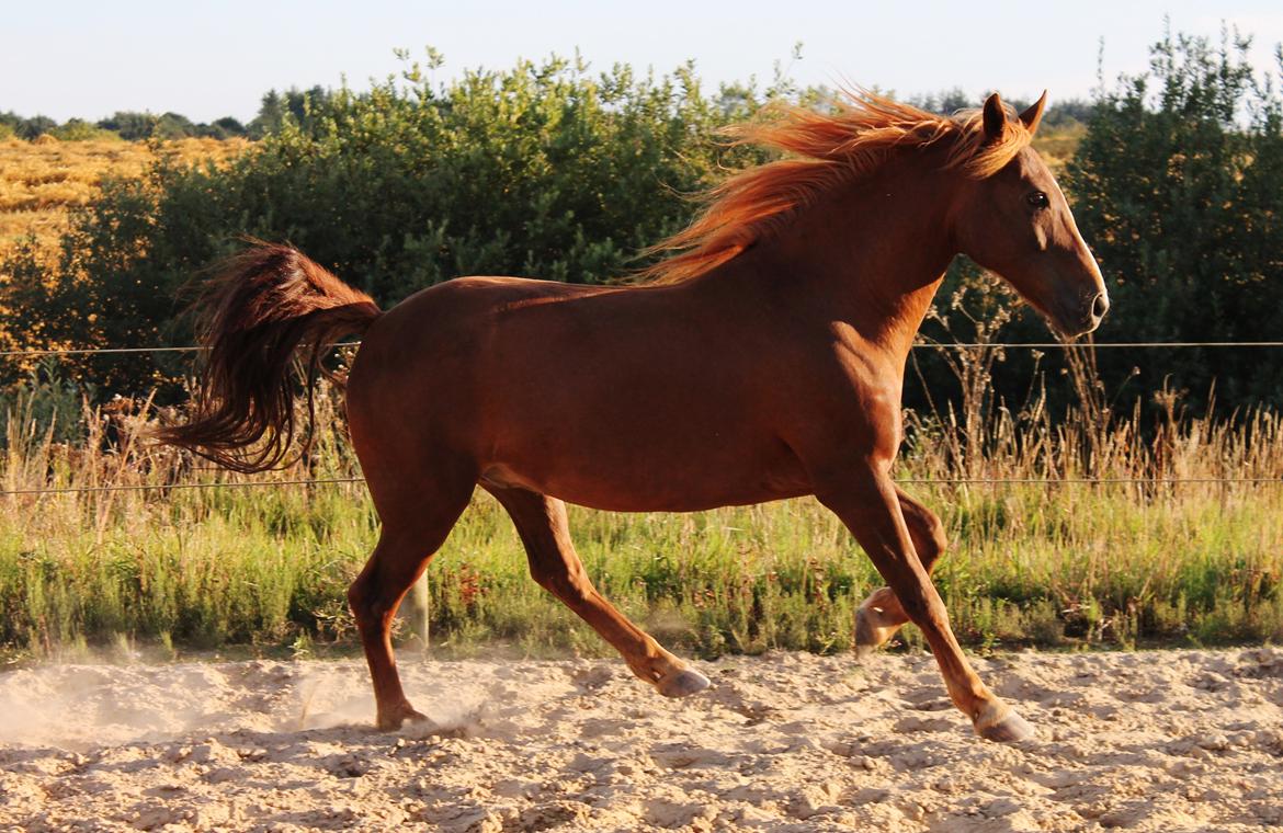 New Forest Grønvangs Surprise |Solleh| [R.I.P] - Sommer 2013. Foto: Dorte Jensen(mig) billede 19