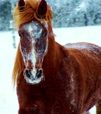 New Forest Grønvangs Surprise |Solleh| [R.I.P] - Vinteren 2009. Foto: Dorte Jensen(mig) billede 8