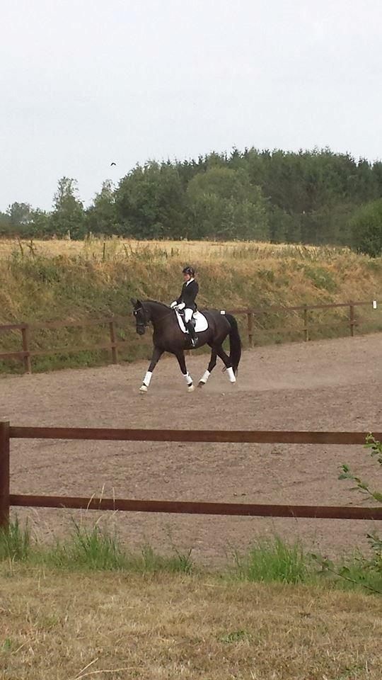 Dansk Varmblod Reve D'Amour F - 02-08-2014.  vores føste stævne samme! <3  billede 14