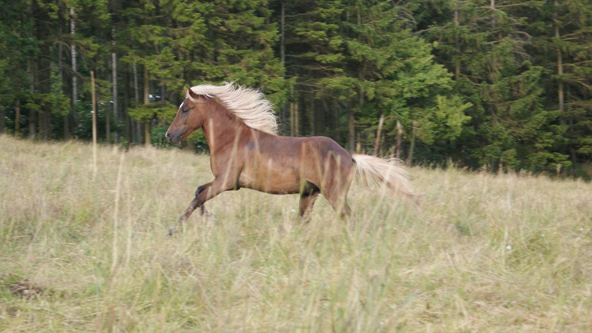 Islænder Neisti fra Lysenge - sommer 2014 billede 13
