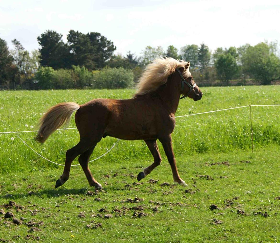 Islænder Neisti fra Lysenge - sommer 2014 billede 14