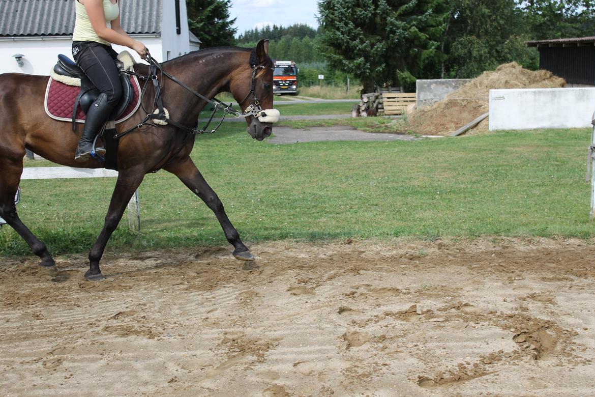 Traver Juvel Møllegaard [HIMMELHEST] billede 15