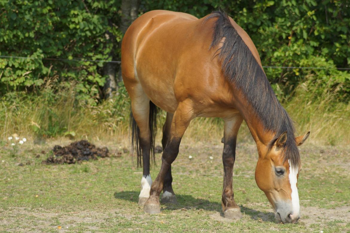 Anden særlig race My soulmate - Wariant <3 billede 3