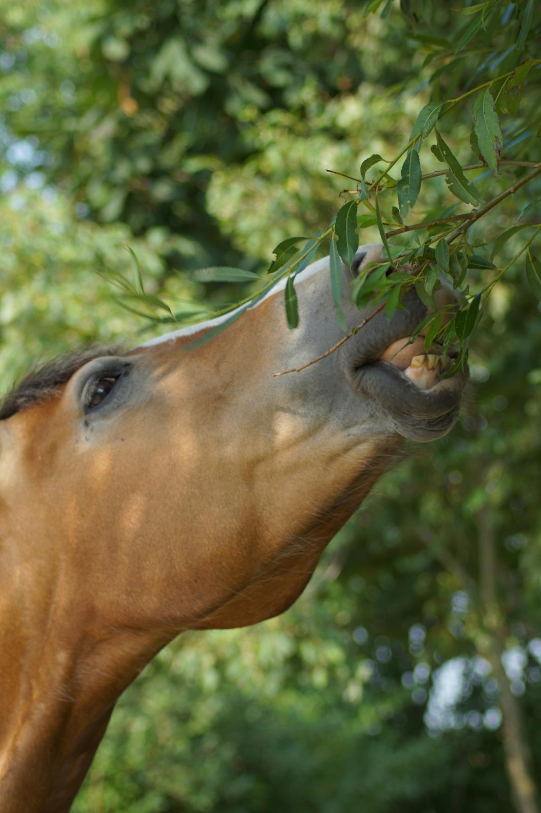 Anden særlig race My soulmate - Wariant <3 billede 4