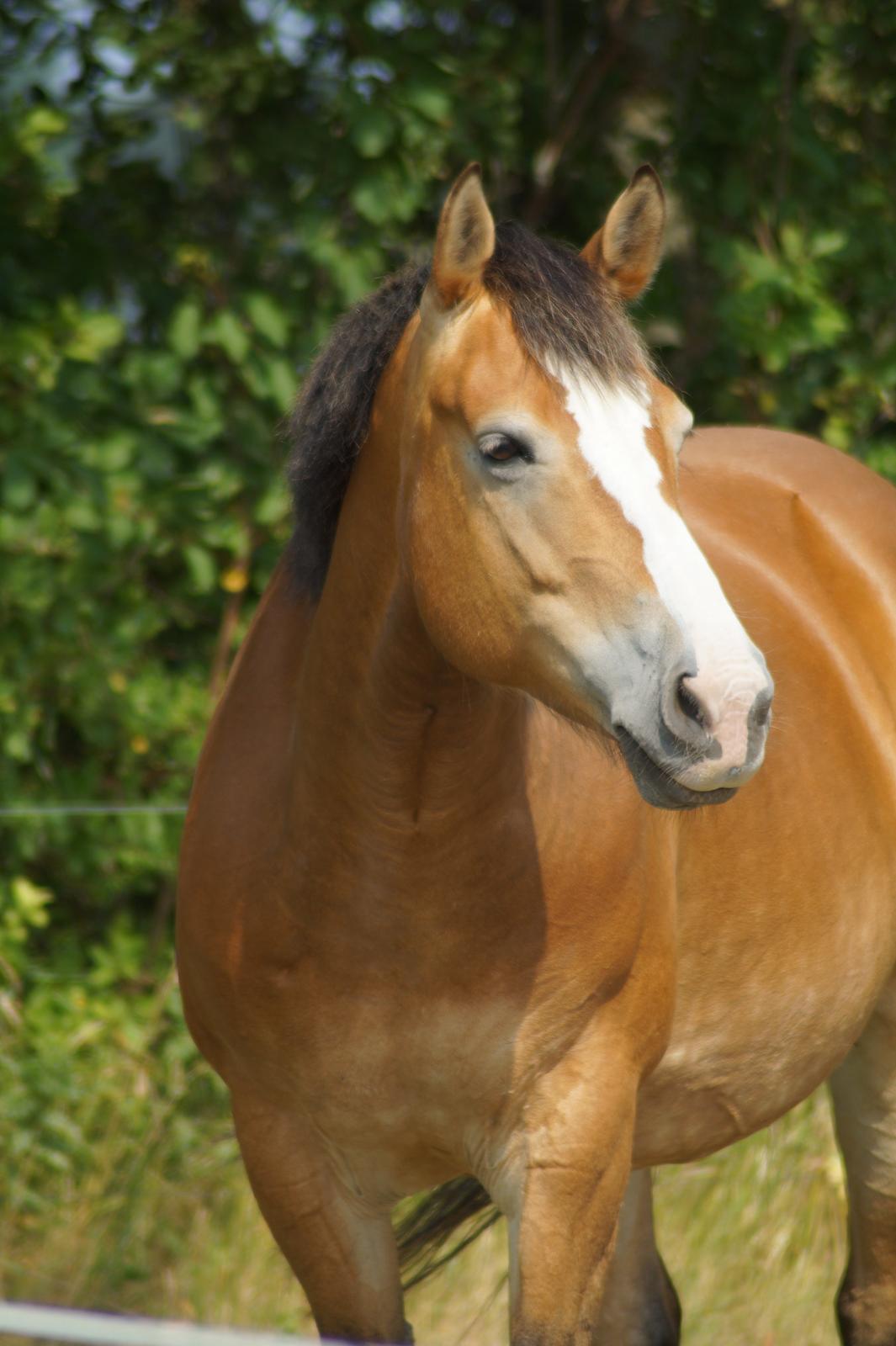 Anden særlig race My soulmate - Wariant <3 billede 6