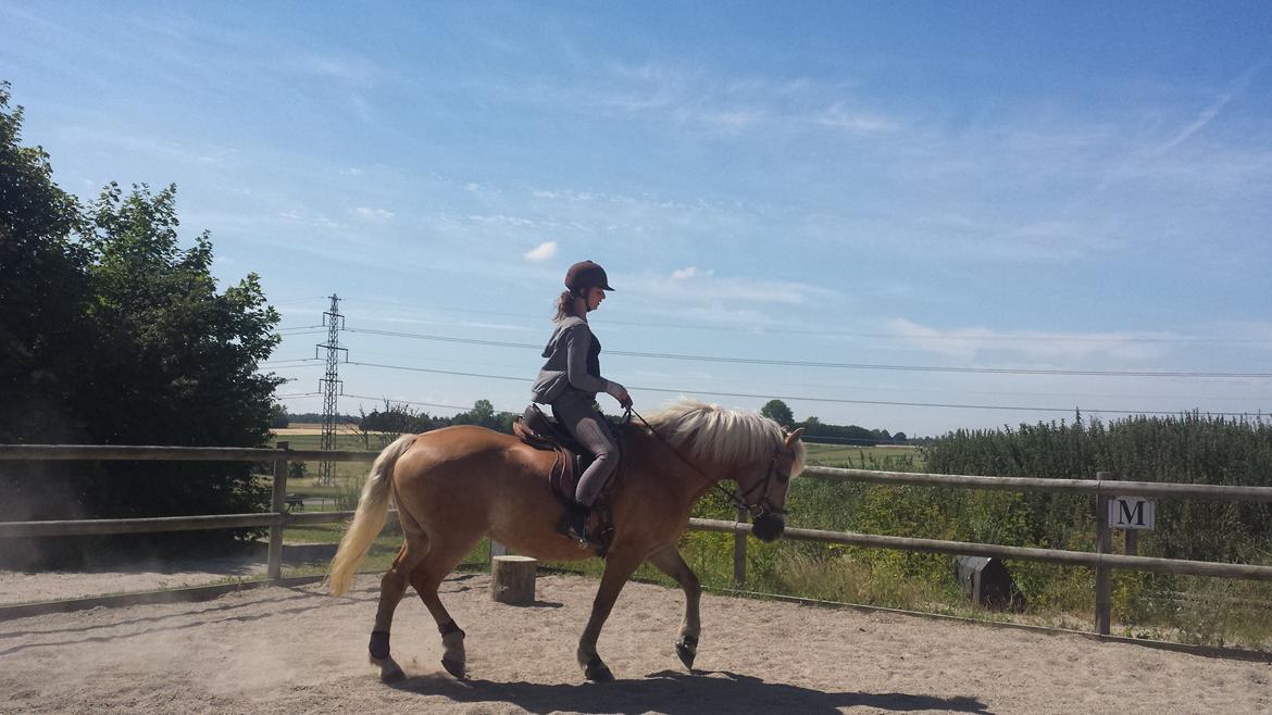 Tyroler Haflinger Stella billede 15