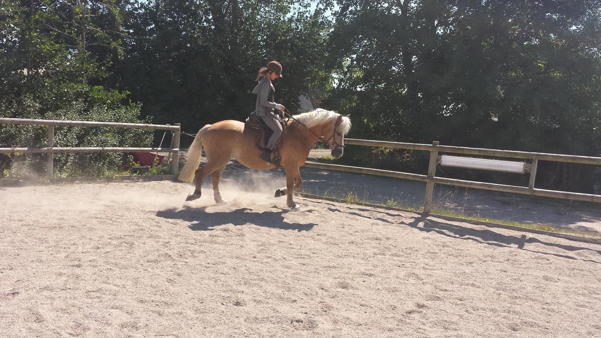 Tyroler Haflinger Stella billede 14