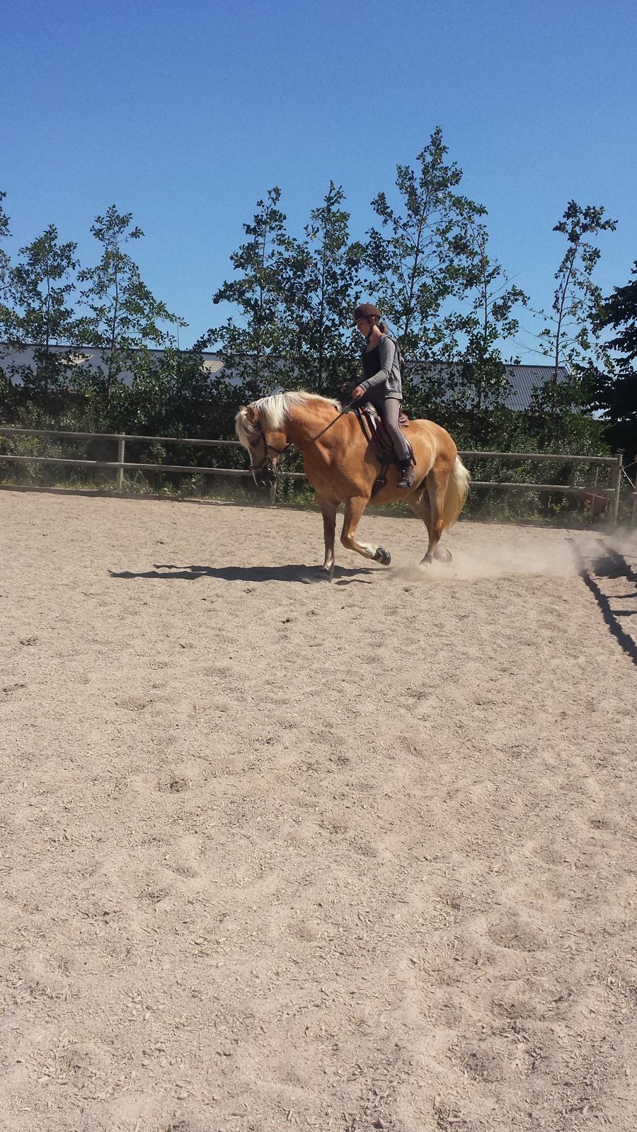 Tyroler Haflinger Stella billede 16