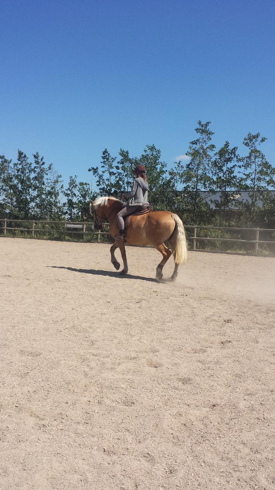 Tyroler Haflinger Stella billede 17