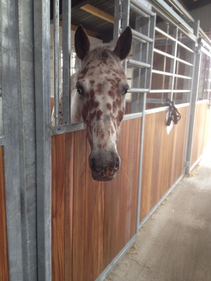 Knabstrupper Nevara Shadow aka. Punto - Punto er meget glad for sin nye boks! :) billede 13