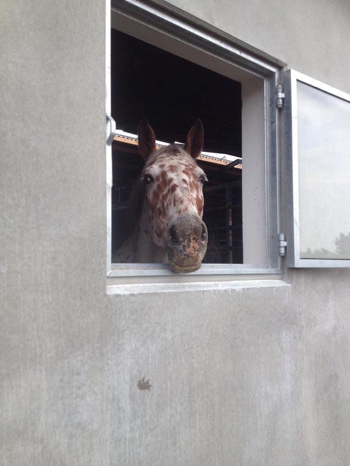 Knabstrupper Nevara Shadow aka. Punto - Punto i sin nye boks med vindue :) meget glad hypper billede 15