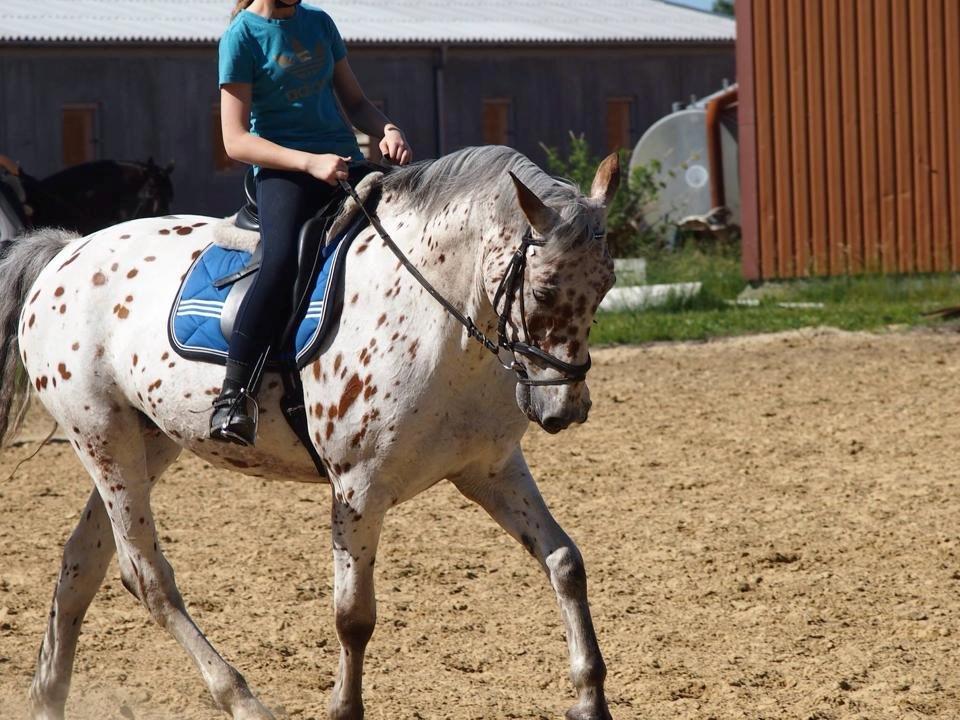 Knabstrupper Nevara Shadow aka. Punto - Min yndlings over dem alle! :-* billede 18