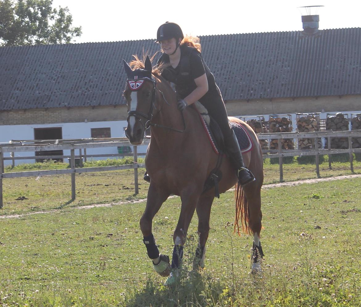 Dansk Varmblod Mirac Bomø - Galop på marken 04-08-14 billede 2