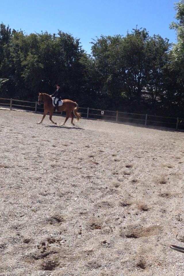 Frederiksborg Sir Lancelot billede 2