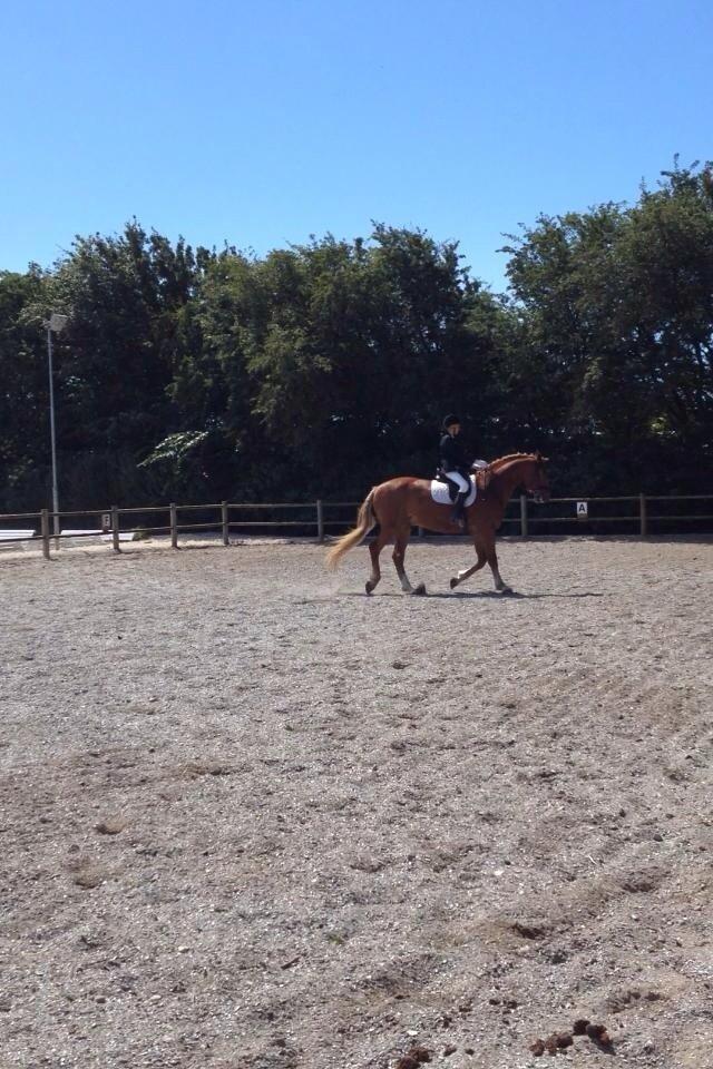 Frederiksborg Sir Lancelot billede 4