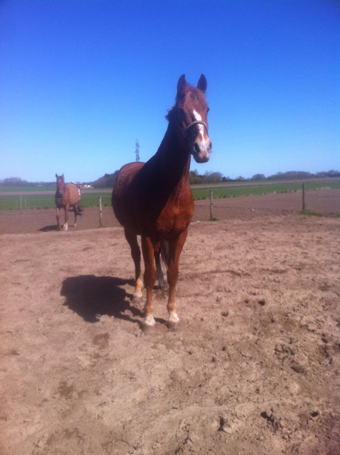 Frederiksborg Sir Lancelot billede 7
