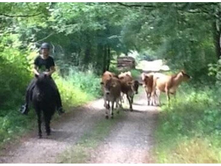 {{currentPhoto.altText}} billede {{currentPhoto.number}}