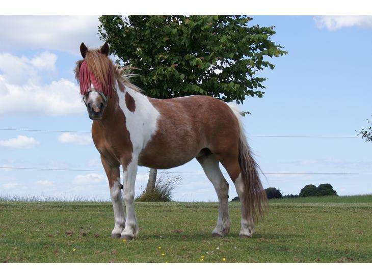 {{currentPhoto.altText}} billede {{currentPhoto.number}}