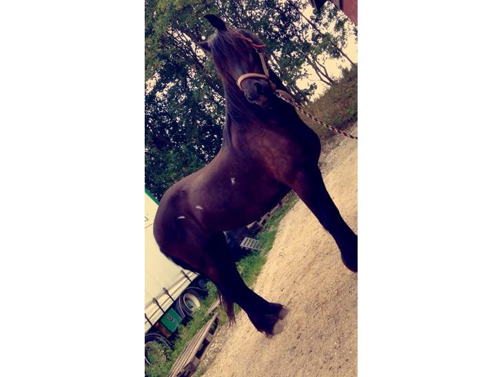 {{currentPhoto.altText}} billede {{currentPhoto.number}}