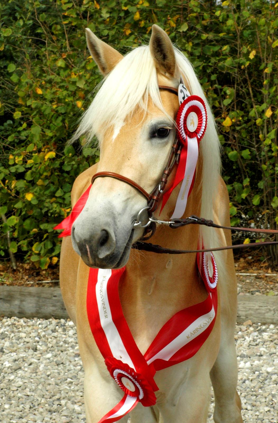 Tyroler Haflinger Hortensia af Elghuset - Billeder af heste - Uploaded af  Camilla & Hafferne .