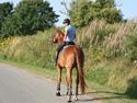 Hannoveraner Welsche Welt