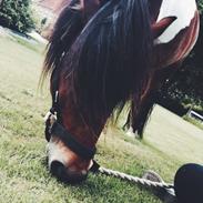 Anden særlig race Fusse