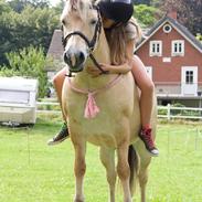 Fjordhest Povlsmindegårds Kasper <3