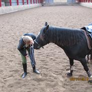 Welsh Cob (sec D) Regan