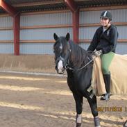 Welsh Cob (sec D) Regan