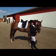 Anden særlig race Surprise