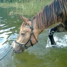 Anden særlig race Klitgaards Maximilian*R.I.P*