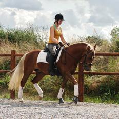 New Forest Romeo´s Kentucky