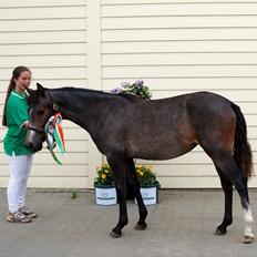 Connemara CAPALL ANNA LIVIA