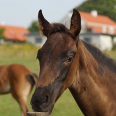 Dansk Varmblod Hensas Zolero Zupreme