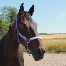 Anden særlig race Frida *Fjums*