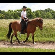 Islænder Lyfting fra Nr.Tolstrup RIP
