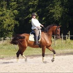 Dansk Varmblod Monty af Dandanell *SOLGT*