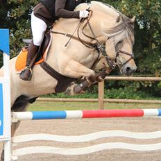 Fjordhest Mosegårdens Splint ELITE AVLSHINGST EFJH 729