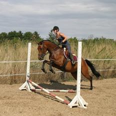 Dansk Varmblod ellemosens bella-fortuna