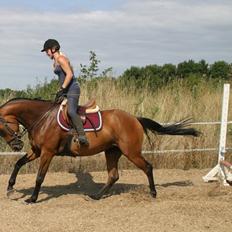 Dansk Varmblod ellemosens bella-fortuna