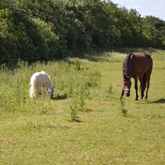 Dansk Miniature Teglmosens Golden Whiz