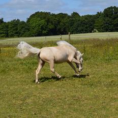 Dansk Miniature Teglmosens Golden Whiz