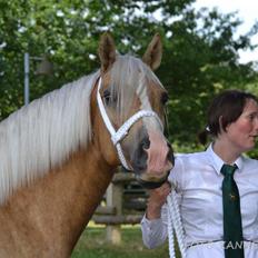 Welsh Cob (sec D) Rosalinde