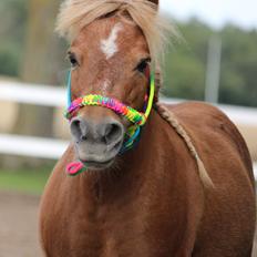 Miniature Blanding Lillemosegaard's My <3