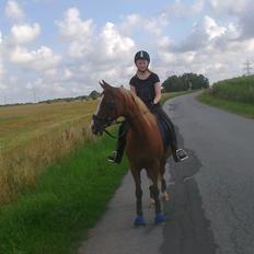 Hollandsk Sportspony Elvira