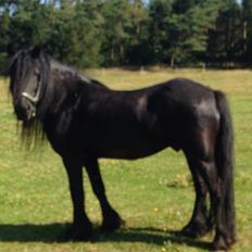 Fell pony Lunesdale Battlecry