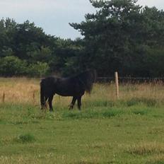 Fell pony Lunesdale Battlecry