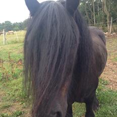 Fell pony Lunesdale Battlecry