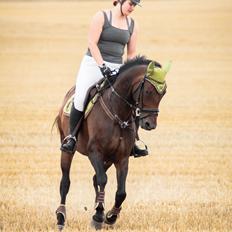 Dansk Varmblod Cadence*Ponyen*RIP