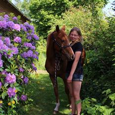 Arabisk fuldblod (OX) Stald Munkholm's Sheeba